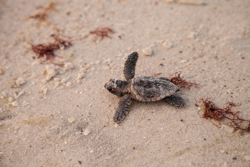 Hatchling baby loggerhead sea turtles Caretta caretta