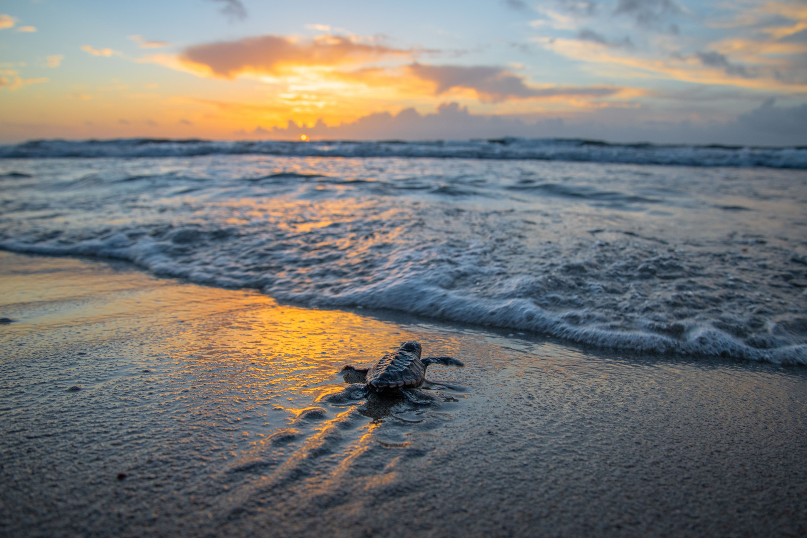 Sea turtle hatchling in Florida.